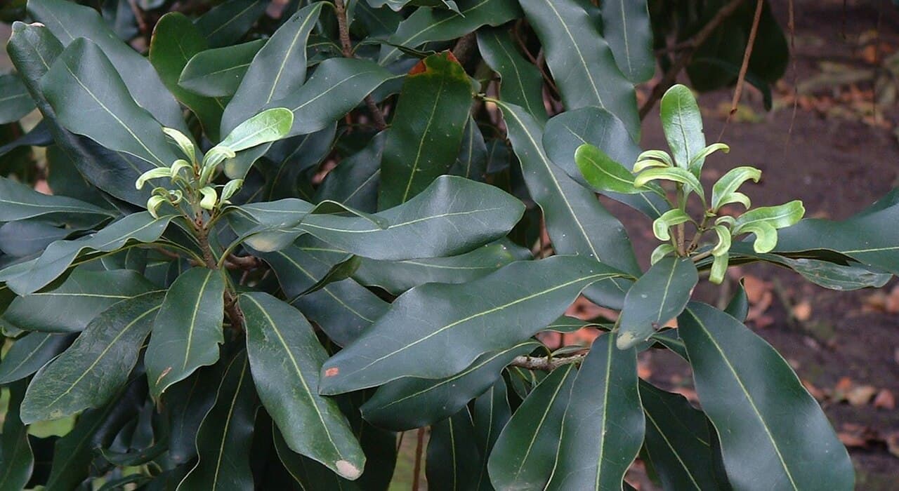 Macadamia mit Symptomen: Zinkmangel (Zn)