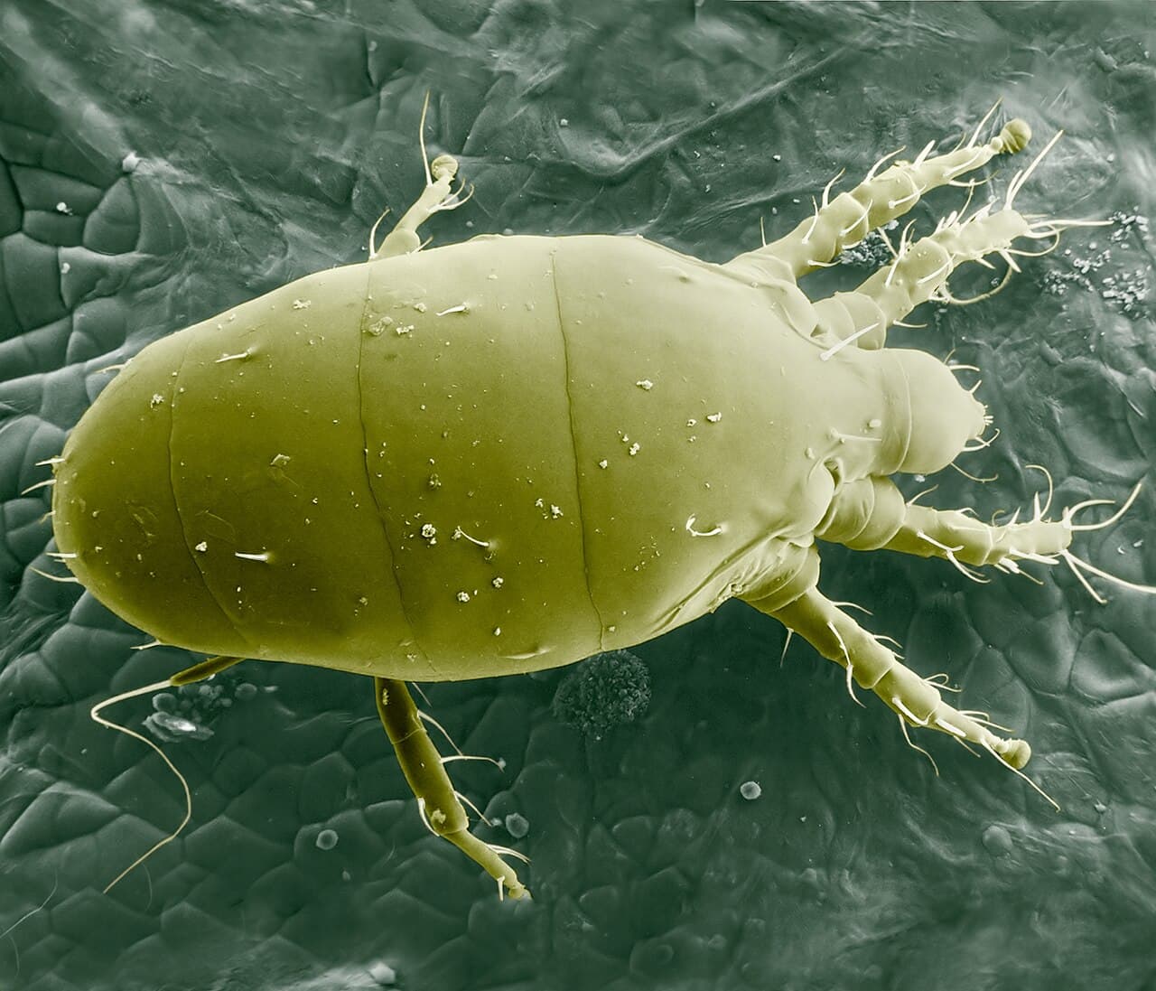 Breitmilben (Broad Mites) Foto