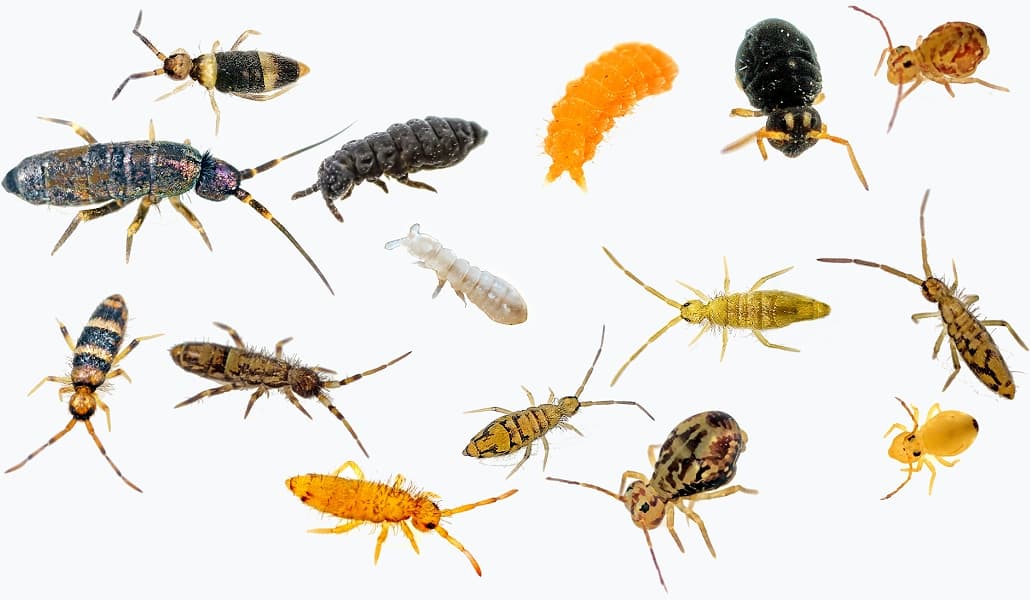 Springschwänze (Collembola) Foto